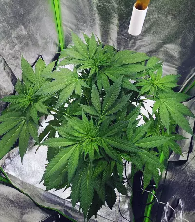 Kritikal Bilbo Auto feminized seeds