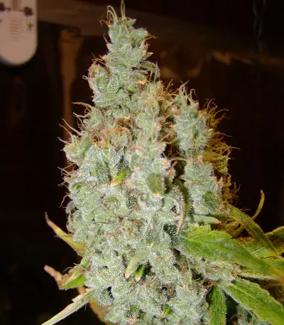 Mango x Widow Seeds