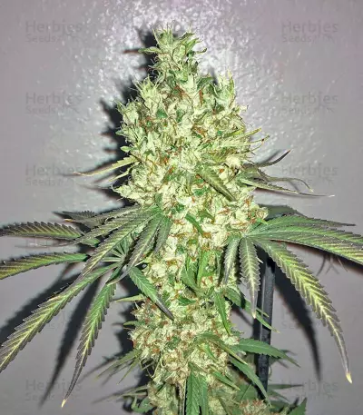 Graines de cannabis Nepal Kush (Flying Dutchmen)