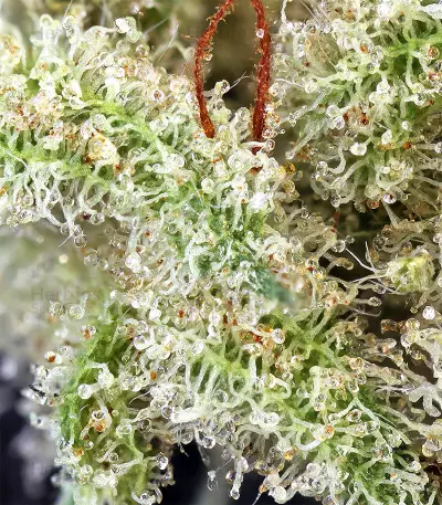 Northern Lights Seeds (Seedstockers)