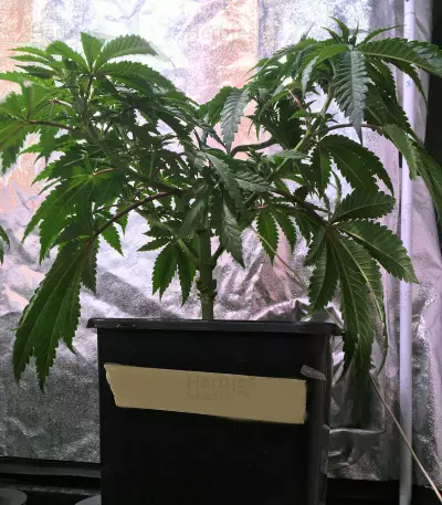 OG Kush CBD (Dinafem Seeds)