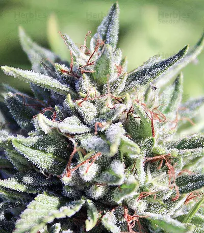 Purgatory Regular strain