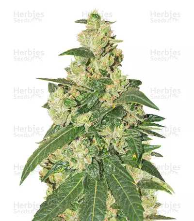 Buy Somango feminized seeds