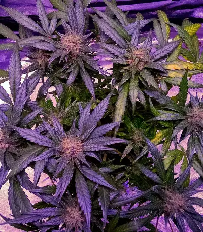 Semi femminizzati Sour Blues Auto