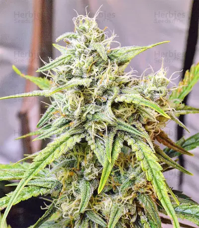 Sour Hound F2 Auto Seeds