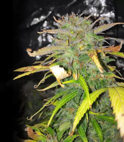 Sour Tangie Semi regolari