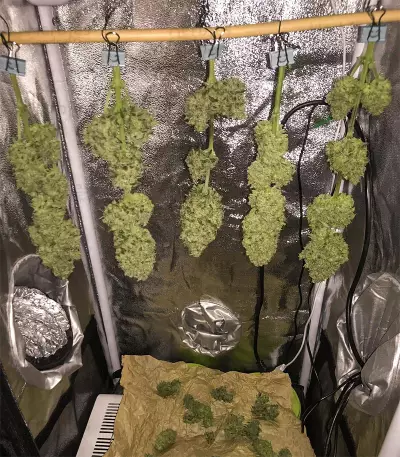 Graines de cannabis Speedy Chile Fast Flowering (RQS)