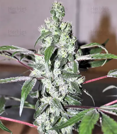 Sugarloaf (CannaBioGen)