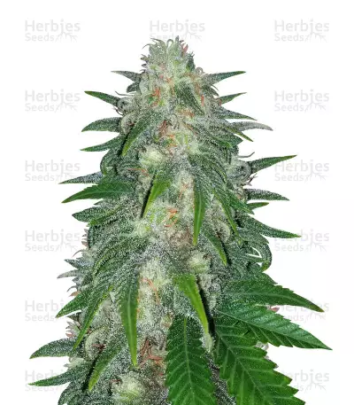 Super Critical Bud CBD (Garden Of Green Seeds)