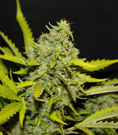 Tangie'matic Auto Seeds