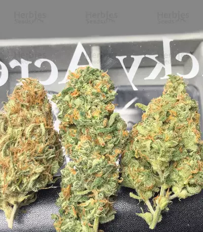 Tyrone Special Auto (Mephisto Genetics)