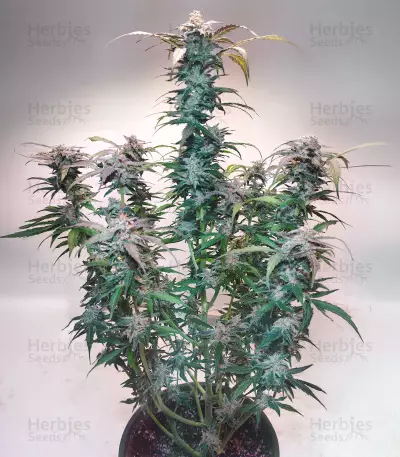 Bay Bueger Early Version (Delicious Seeds)