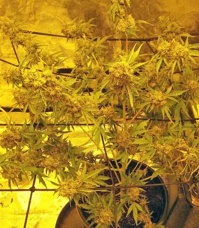 Big Bang Auto Seeds