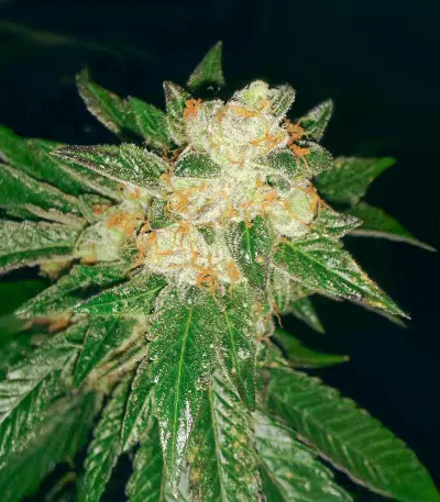 Blackwater strain