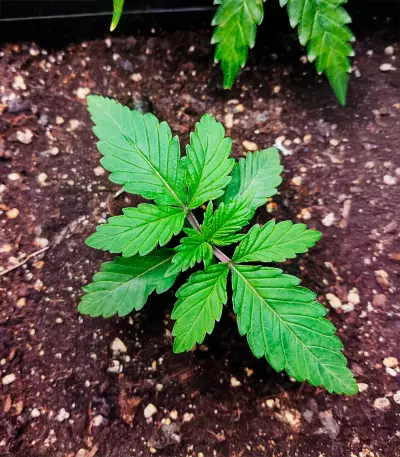 Blueberry (Herbies Seeds)