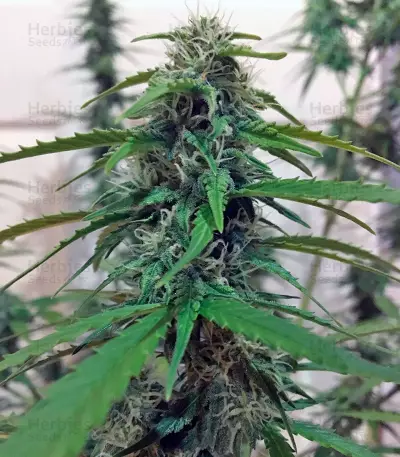 Botafumeiros feminized seeds
