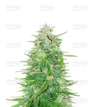 Cosmic Bomb Auto Seeds