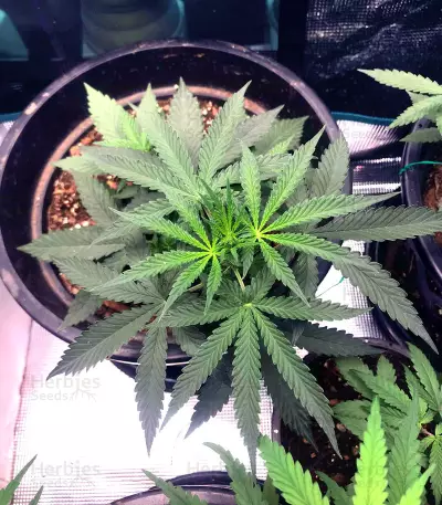 Critical Orange Punch Seeds