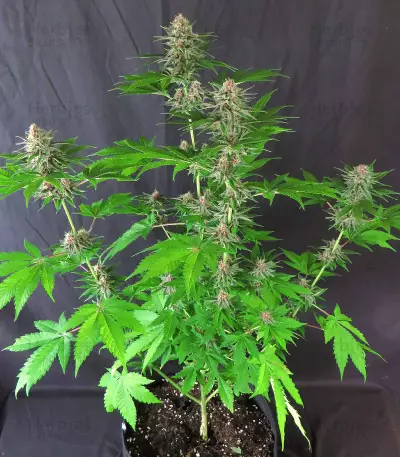DDoS #33 Seeds (Herbies Seeds)