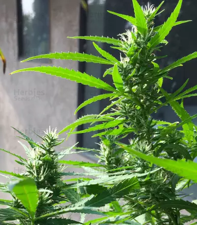Dream Berry (Female Seeds)