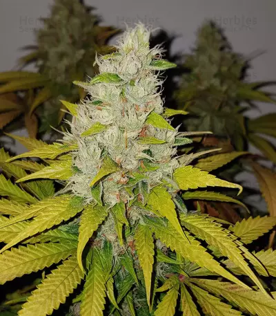 Gelato (Cali Buds Seeds)