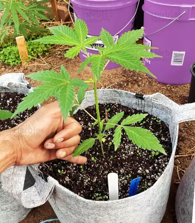 Graines de cannabis Larry's Lemon OG (Garden Of Green)