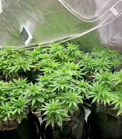 Louis XIII OG feminized seeds