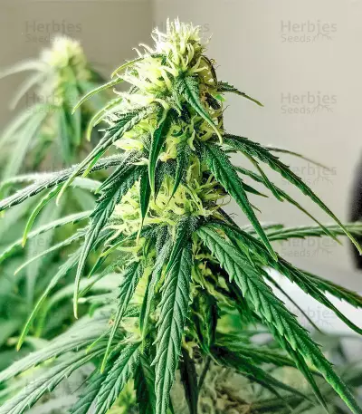 Northern Light Auto (Expert Seeds) feminized seeds