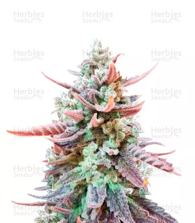 Original Glue feminized seeds