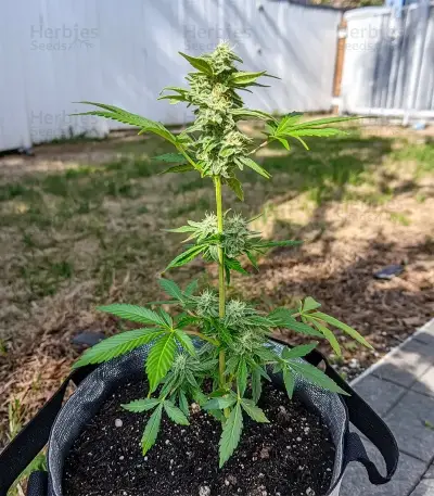 Alaska Thunderfuck Auto Seeds