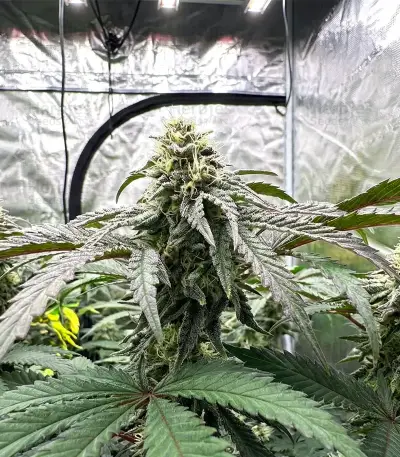 All The Sauces R1 Feminized Seeds (Ethos Genetics)