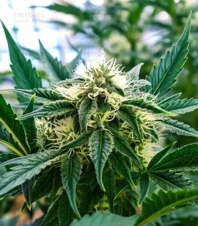 Auto Blackberry Moonrocks Seeds
