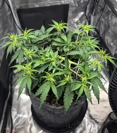 Auto Mimosa (00 Seeds) Cannabis-Samen