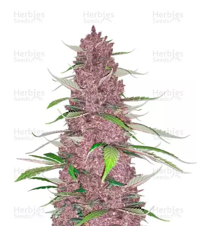 Auto Mix Pack #1 (Herbies Seeds)