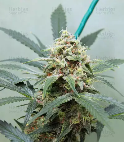Big Bud Auto