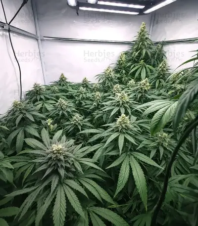 Graines de cannabis Black Berry OG (Emerald Triangle Seeds)