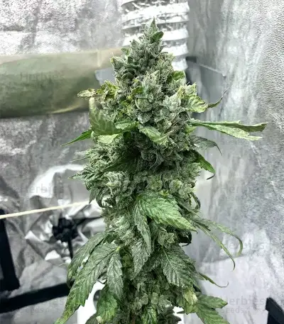 Bubba Slush Seeds