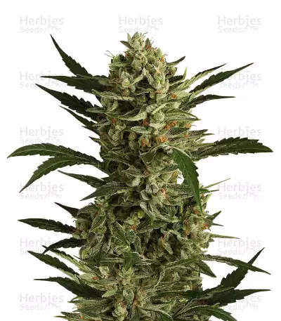 Semi Femminizzati Cherry Grapefruit