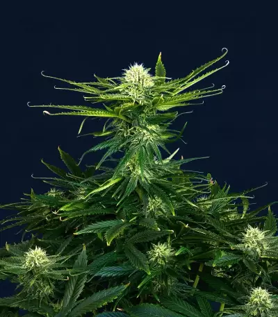 Dream Queen Autoflower feminisierte Samen (Humboldt Seed Company)