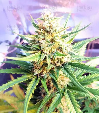 Early Girl regular seeds