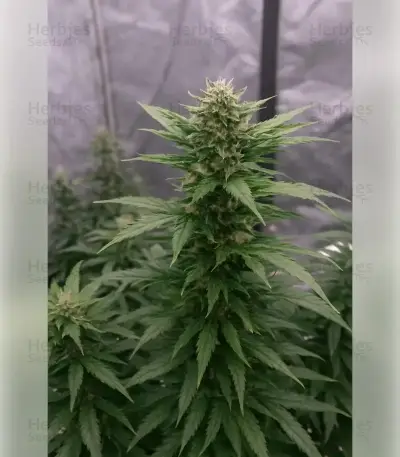 Fat Bastard Auto Seeds