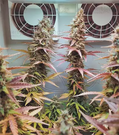 Semi Femminizzati Gelato Auto (Fast Buds)