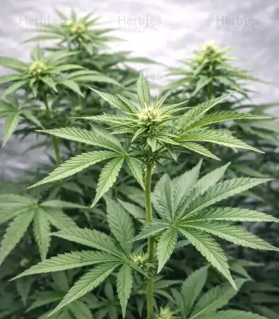 Gorilla Melon Seeds