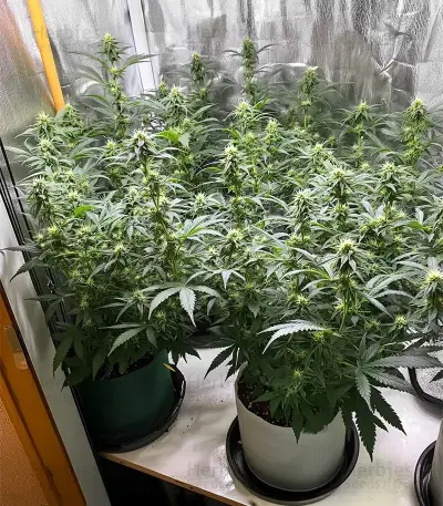 Grape Stomper Seeds