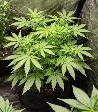 Guava x Gelato 41 Auto Seeds
