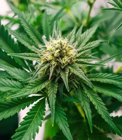 K.C. 48 Auto feminized seeds