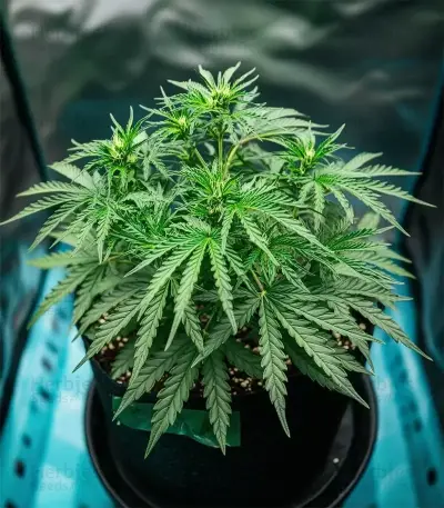 Lemon Haze Auto Seeds