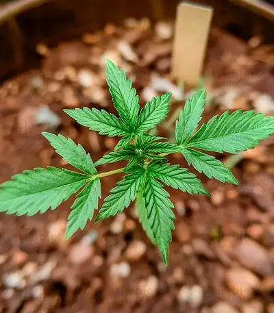 Semi femminizzati Northern Lights XL Auto