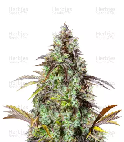 Semillas feminizadas Original Big Bud Auto (Fast Buds)