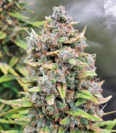 Original Big Bud Seeds